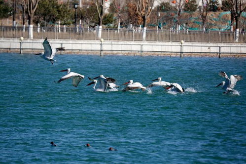 蘭州高新區探招商新機制 要以 畝產 論英雄