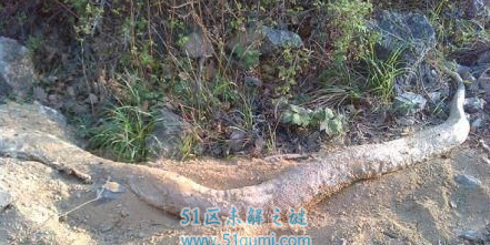 虬褫:傳聞中被貶凡是間的龍 它和蛟褫有什么辨別?