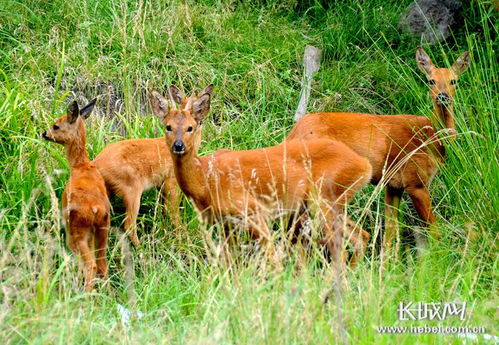 人工繁育場所大排查 河北陸生野生動物繁育物種490余種,存欄量750多萬