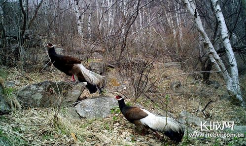 河北 加強(qiáng)生物多樣性保護(hù) 推動生態(tài)文明建設(shè)鳳凰網(wǎng)河北 鳳凰網(wǎng)