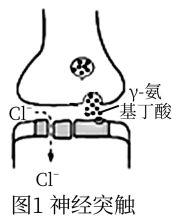 河北省衡水市桃城區(qū)十四中2019-2020學(xué)年高一下學(xué)期第二次綜合測試生物試題
