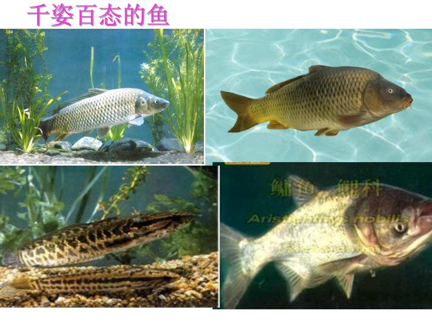 河北少兒版生物七上146魚類(課件1)