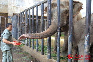 河北石家莊動(dòng)物園為動(dòng)物防暑降溫開(kāi) 涼方