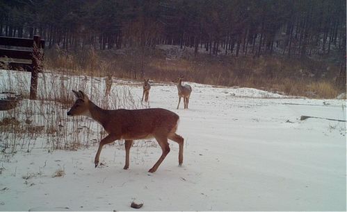 多種珍稀物種現身河北霧靈山國家級自然保護區 生物多樣性保護取得扎實成效